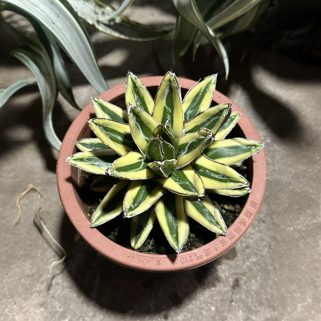 满18包邮 （辉山）中