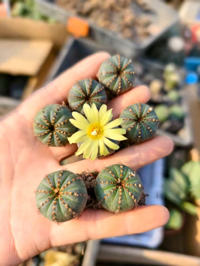 满18包邮（艳姬世童）1颗