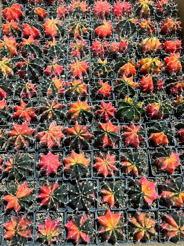 满18包邮 （实生绯牡丹锦3-4公分）3颗