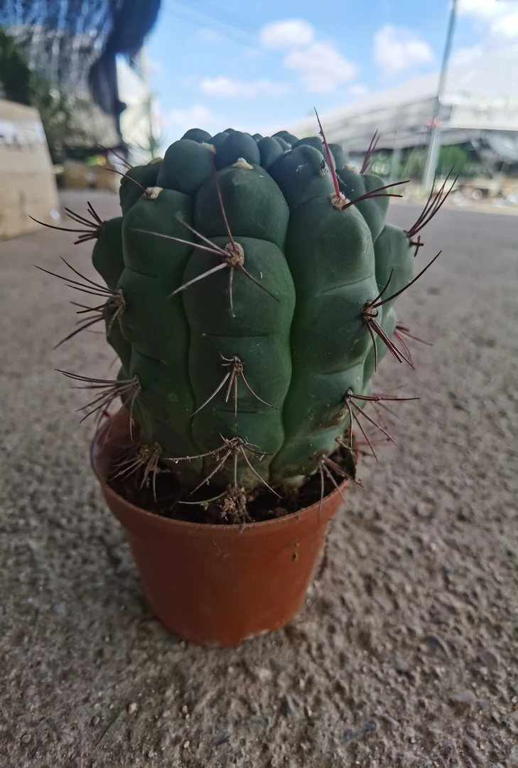 满18包邮（实生新天地）柱子