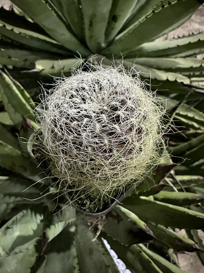 满18包邮（仙人球圣莉斯）2颗