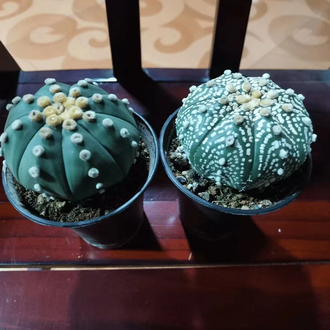 满18包邮（实生超兜琉璃兜）6-7公分左右2颗