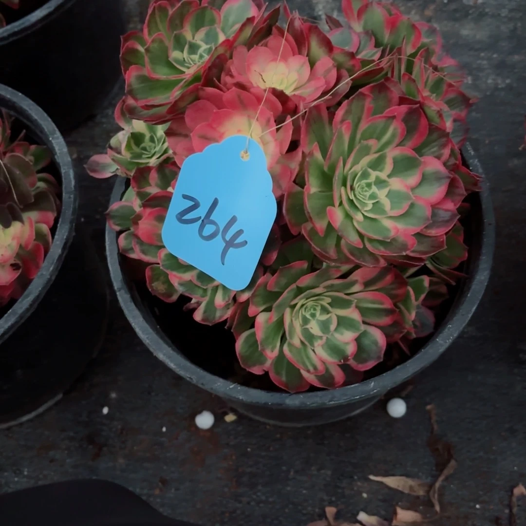 开***6多肉法师粉冠海王264