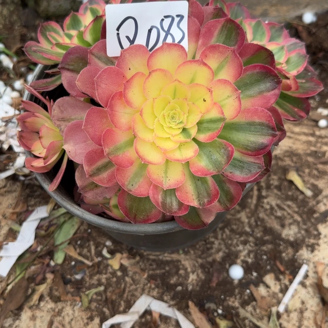 特价多肉法师植物Q083