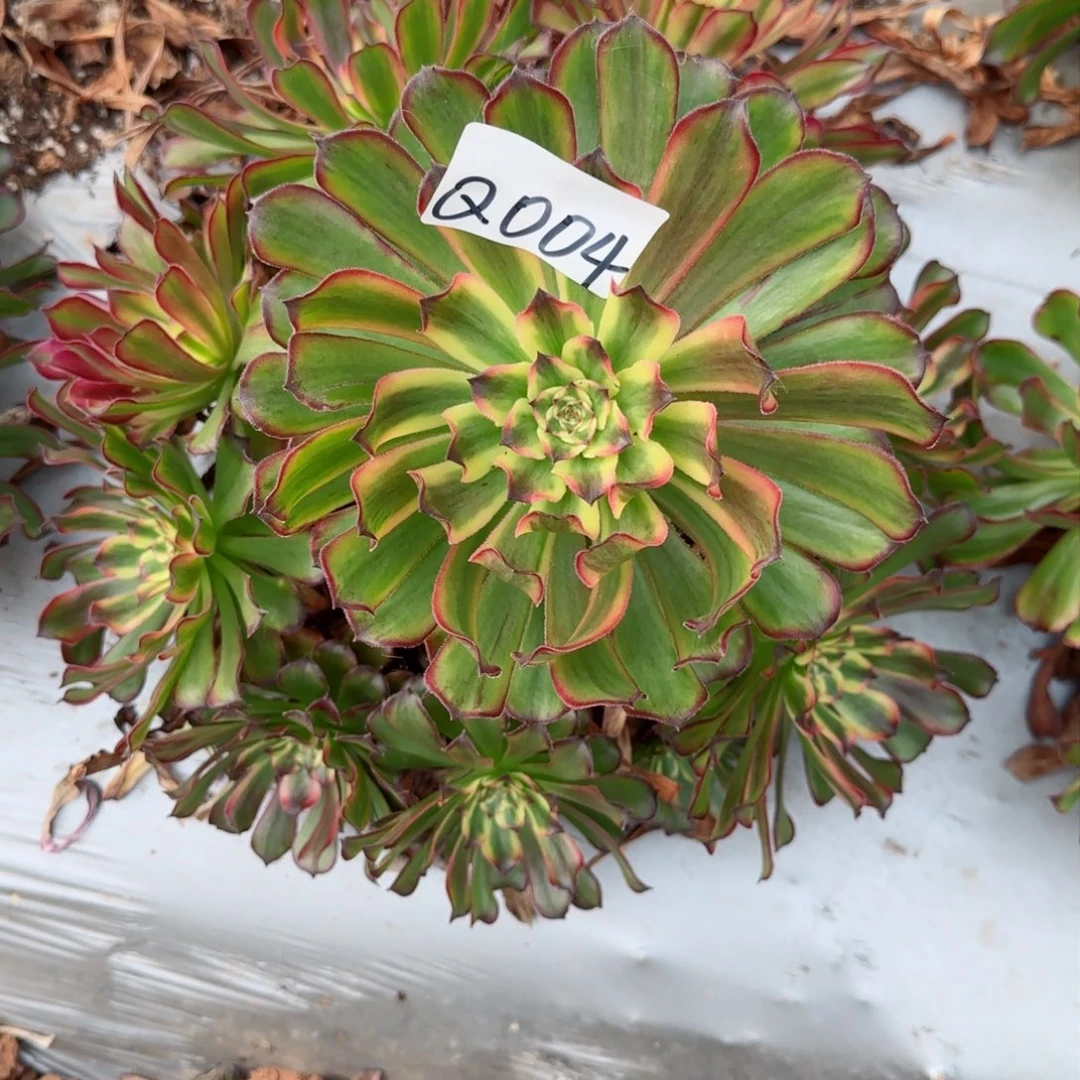 多肉法师植物Q004