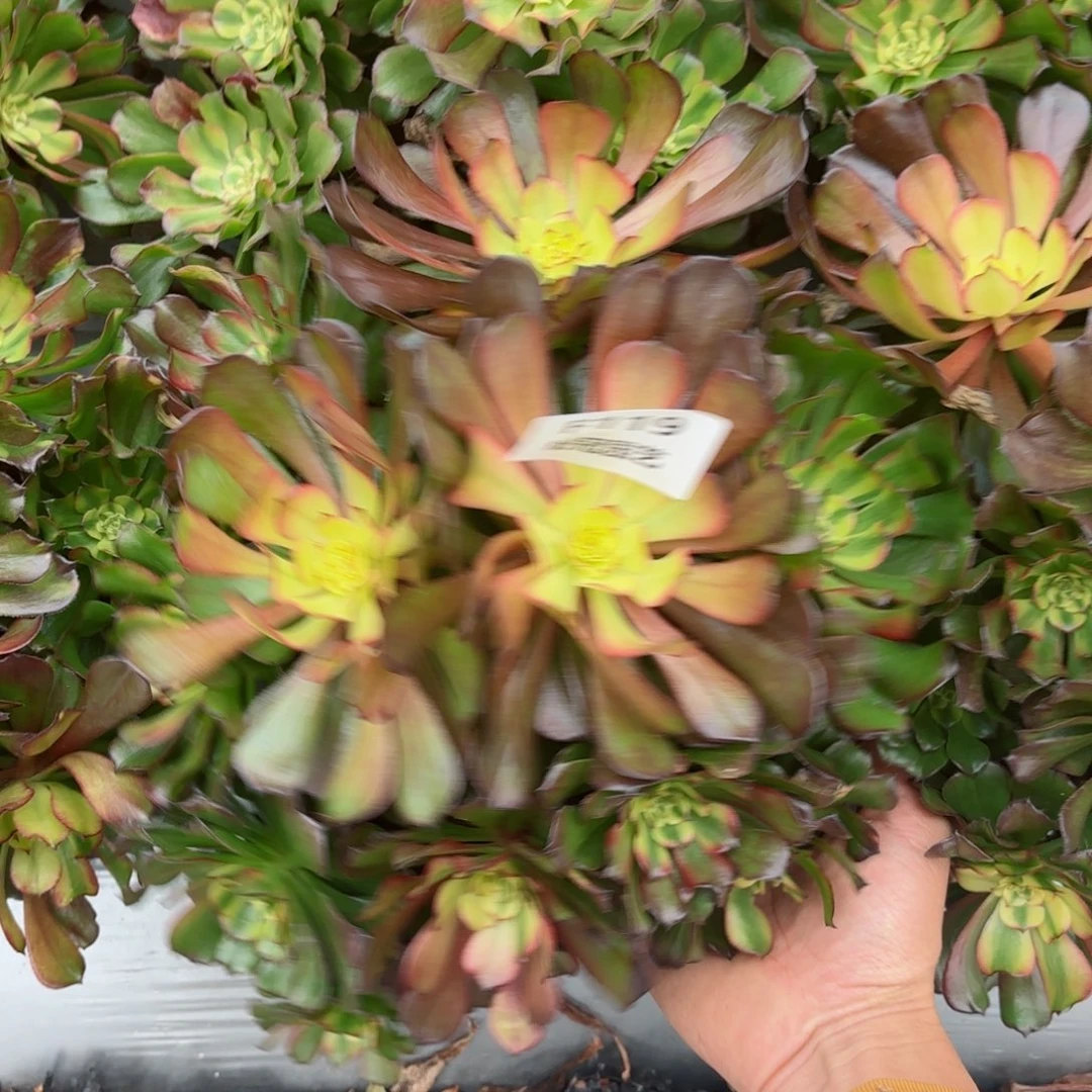 多肉法师老桩F119