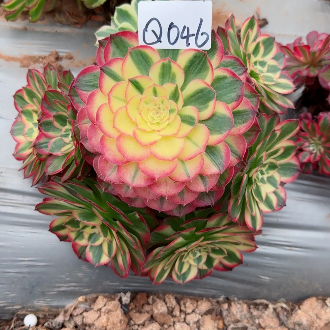 多肉盆栽法师Q046