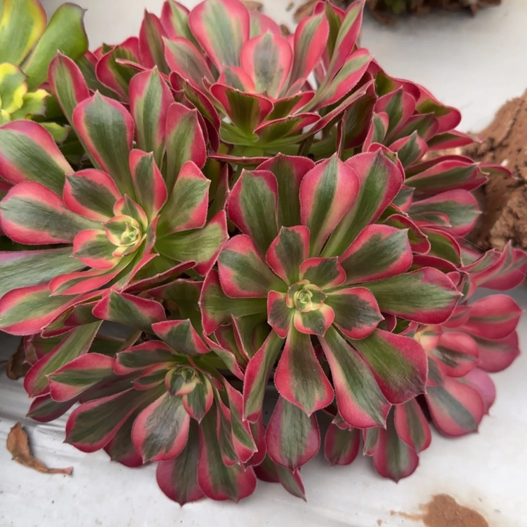 粉女郎绣球冠服16–18量拍