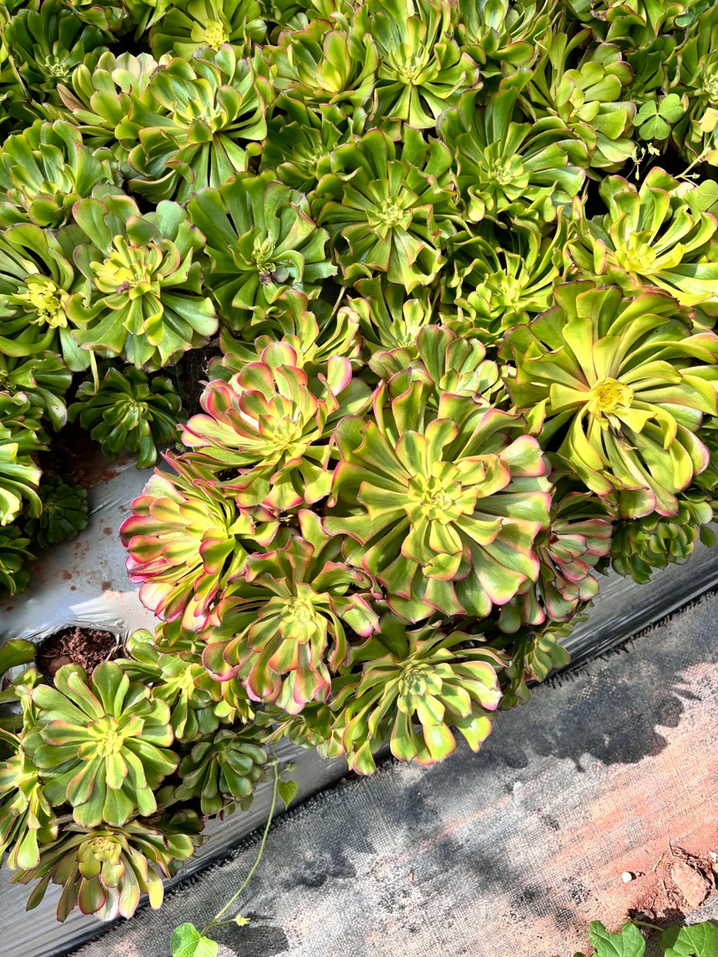 大波浪法师锦老桩 掐心无主头群 冠幅22cm