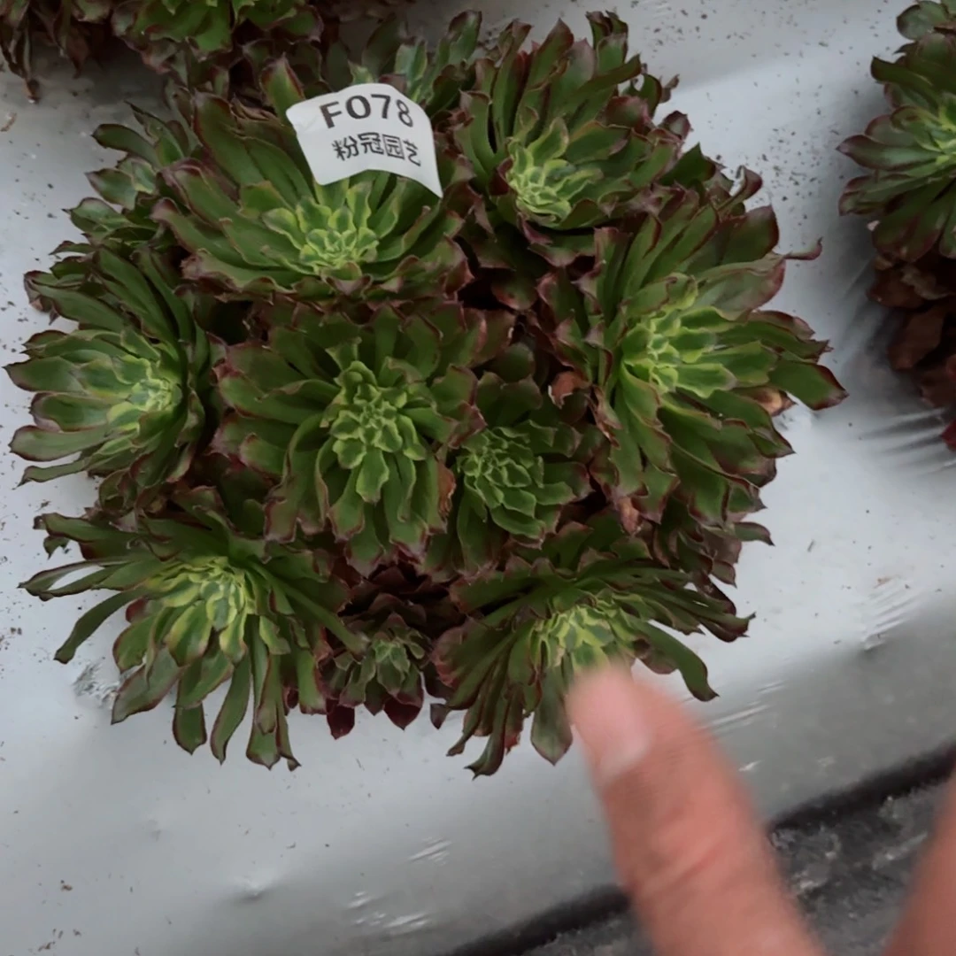 多肉法师老桩粉冠F078