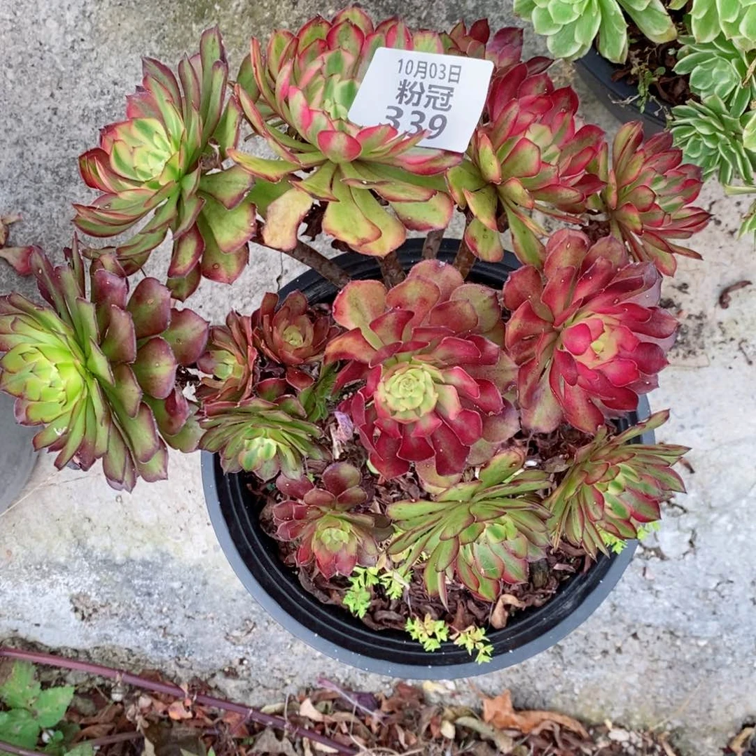 多肉法师维秘-339