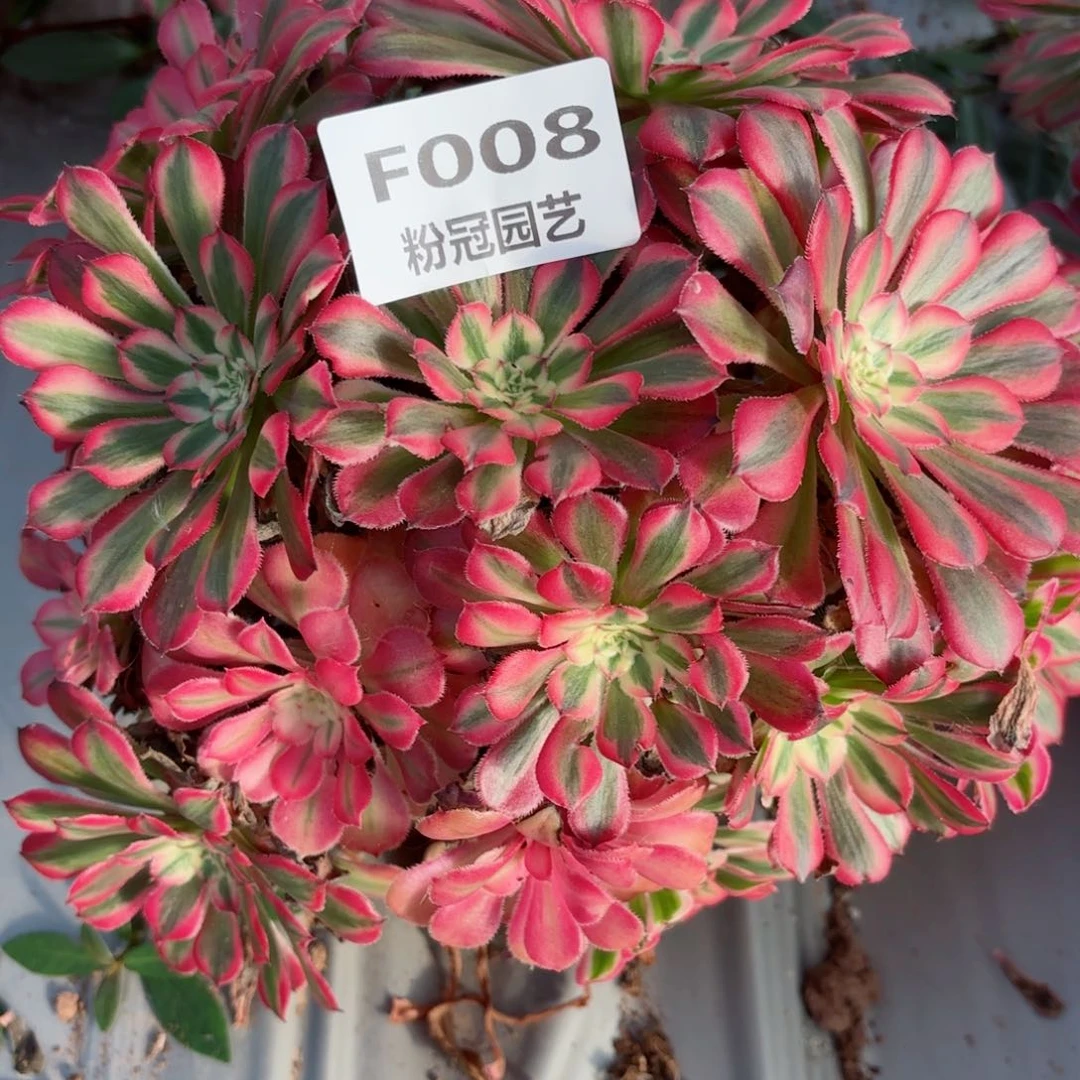 多肉法师老桩粉冠F008