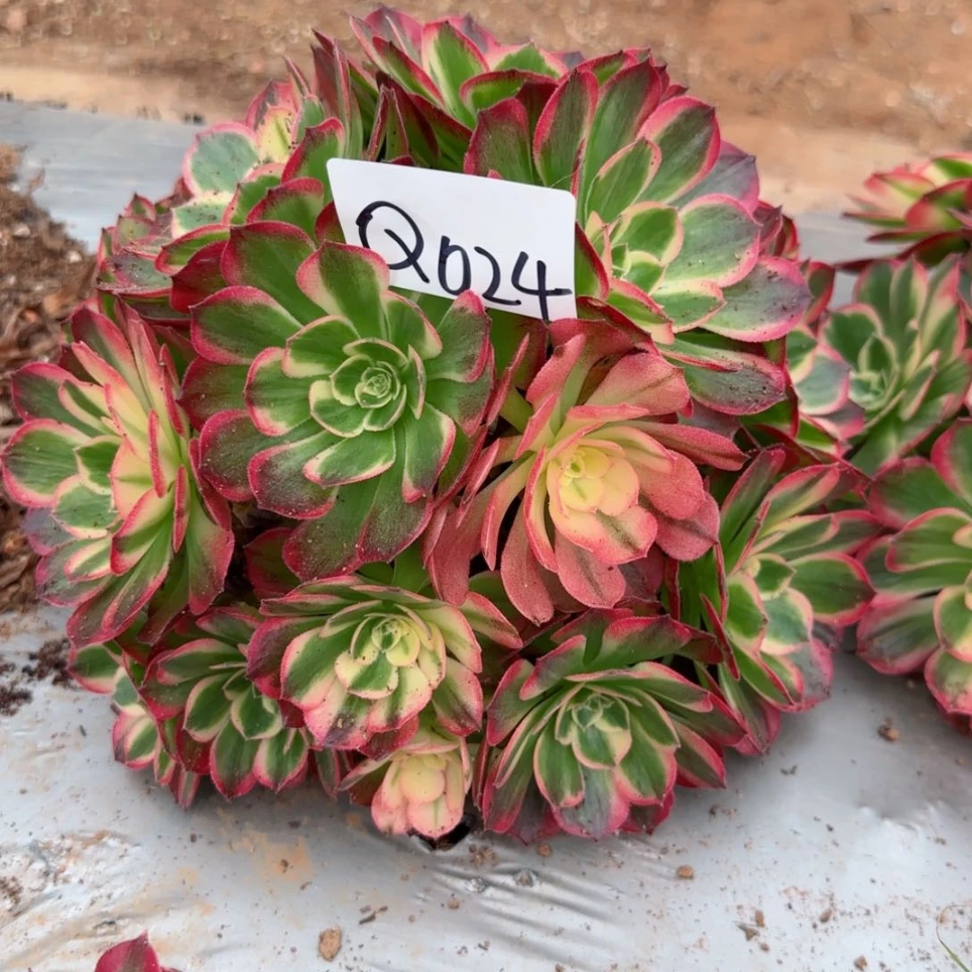 多肉盆栽法师Q024