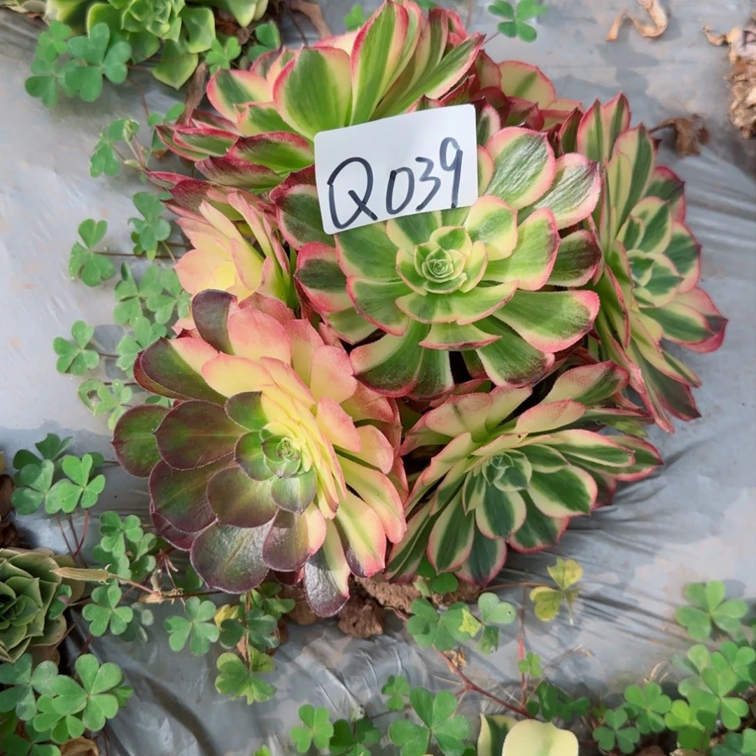 多肉法师植物Q039