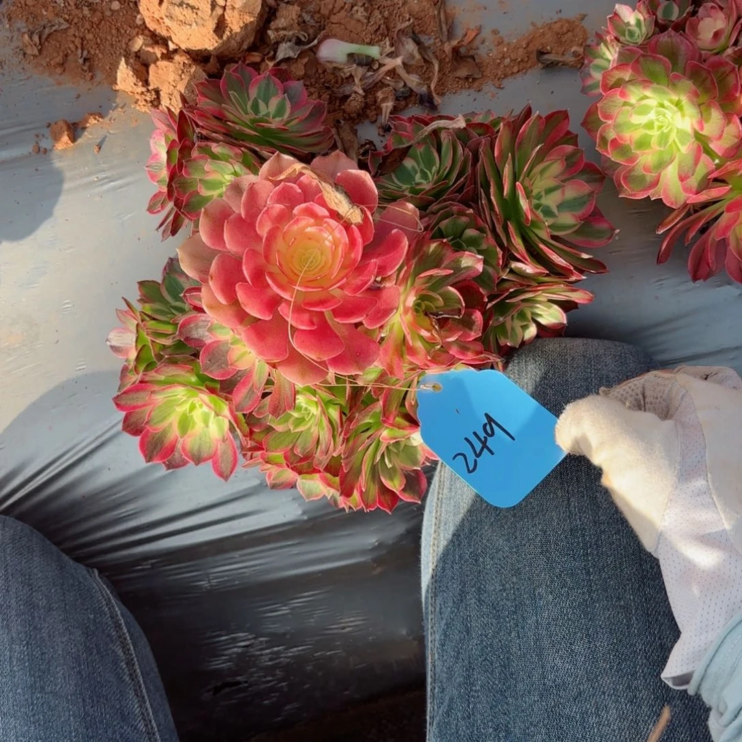 拼***。多肉法师粉冠海王有老伤无售后249