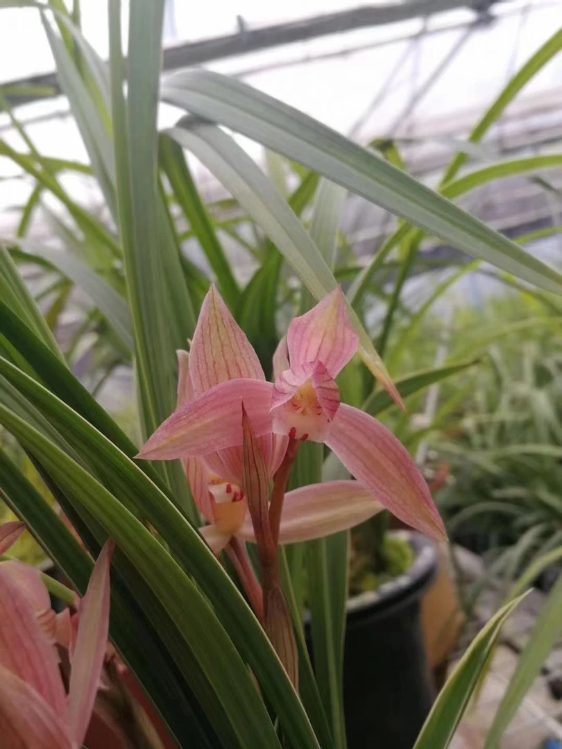 春剑边艺粉红花自然种植苗