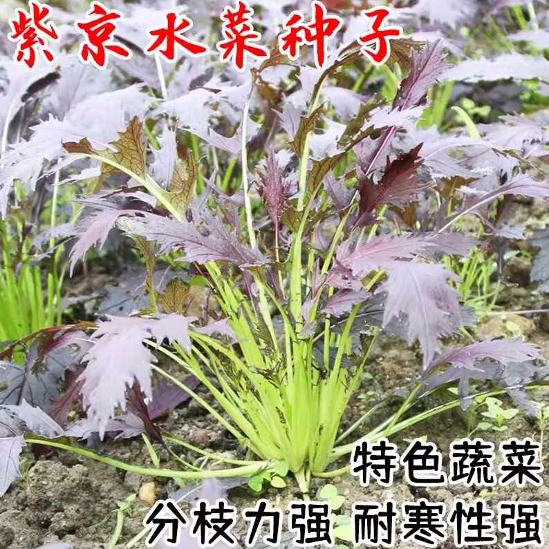 紫京水菜种子种籽紫色细叶苦苣耐寒四季春秋季高产菜园农家蔬菜孑