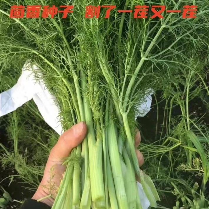 茴香种子 秋播蔬菜种子孑南方阳台小茴香苗盆栽自种菜籽四季种植