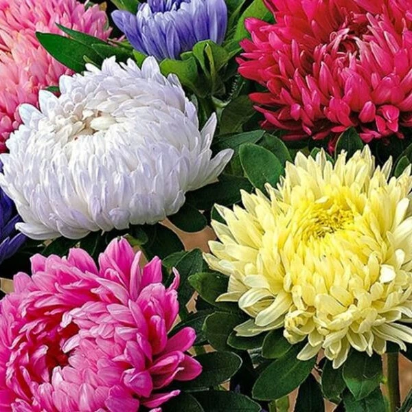 混色彩虹糖果菊花卉种子室内外翠菊花种耐热耐寒阳台庭院种植简单