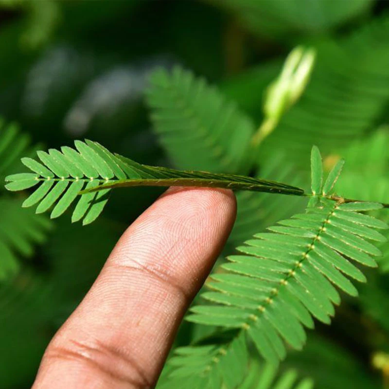 含羞草种子四季盆栽植物室内好养桌面花草美丽羞羞草绿色害羞草