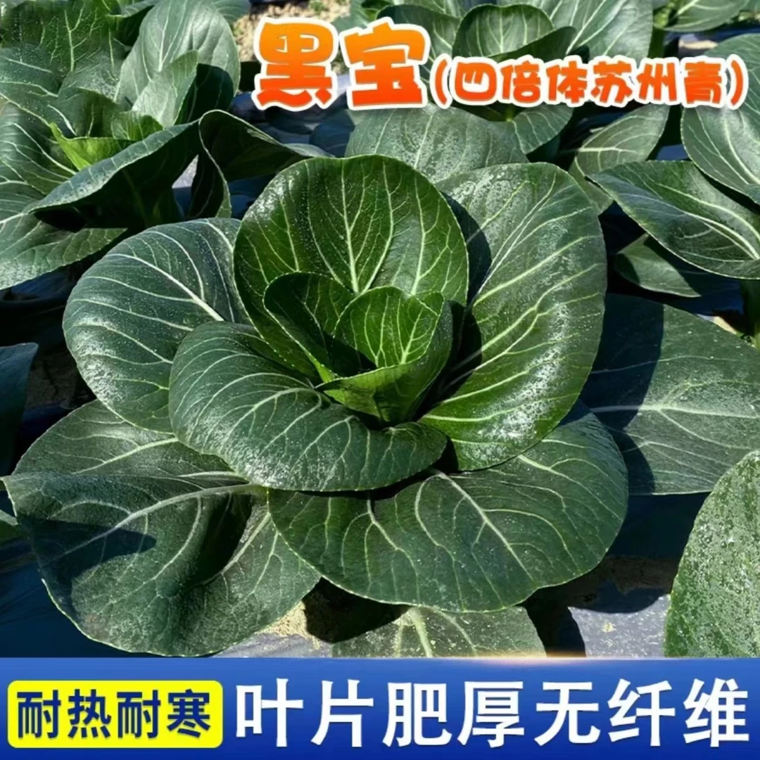 【黑叶苏州青种子】矮脚苏州青上海青青梗菜种子黑叶耐寒阳台盆栽