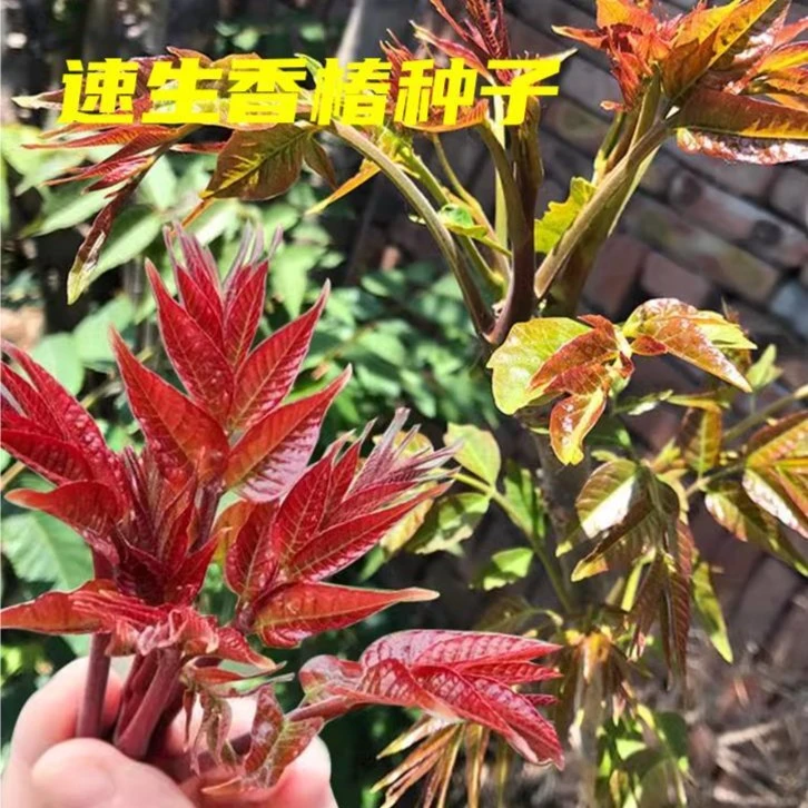 香椿种子树上蔬菜籽阳台庭院盆栽四季播易种速生种籽水培菜种孑