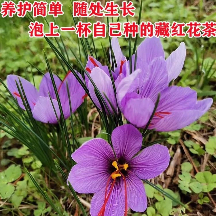 藏红花种球四季种植室内阳台花卉植物夏季冬季藏红花种球根盆栽