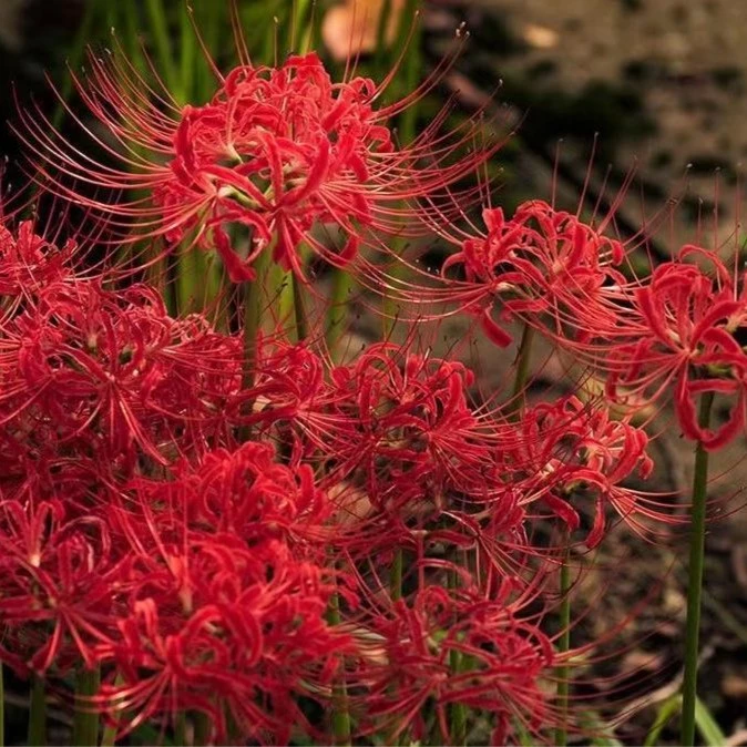 曼珠沙华种球彼岸花盆栽花种球红花换锦石蒜大种球室内外四季花卉