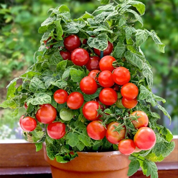 【矮生番茄种子】苗迷你小西红柿种子黄色圣女果种子阳台盆栽苗