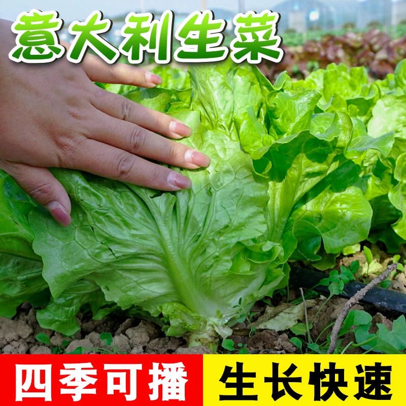 【意大利生菜种子】生菜种子速生意大利生菜家庭阳台四季蔬菜种子