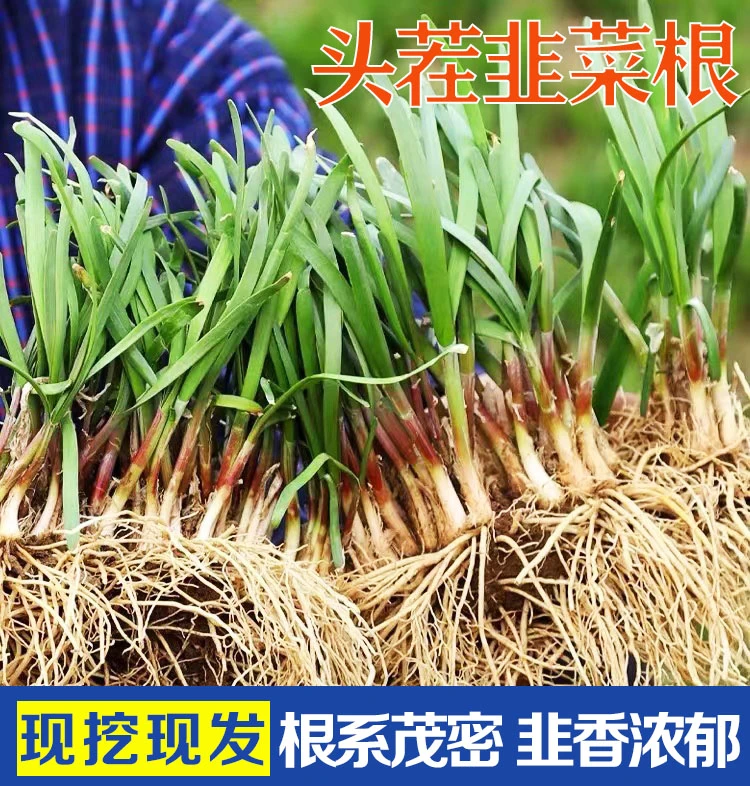 新韭菜根苗现挖紫红根宽叶阳台盆栽四季斤种菜韭菜籽苗韭菜根种植