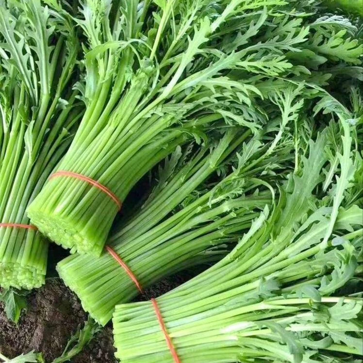 【茼蒿种子】光杆茼蒿小叶四季皇帝茼蒿菜茼蒿树种子蔬菜