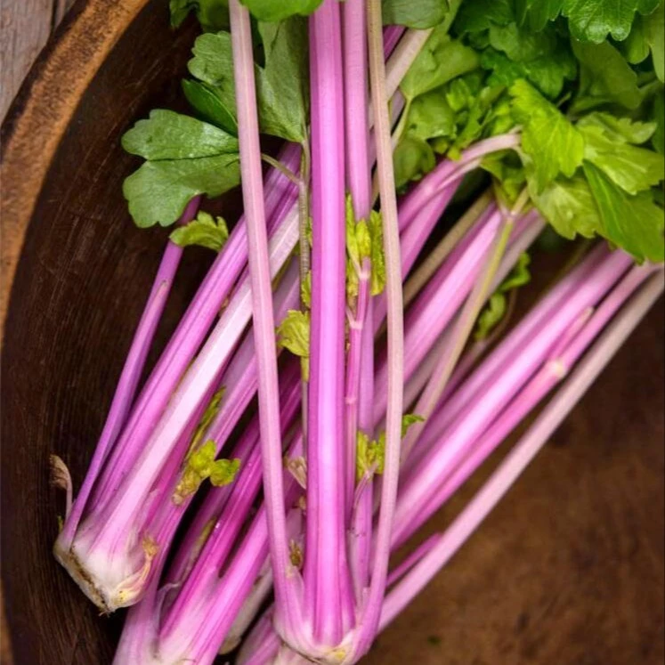 【水果红芹菜种子】紫衣仙子香芹种子实芹红芹四季播阳台盆栽蔬菜