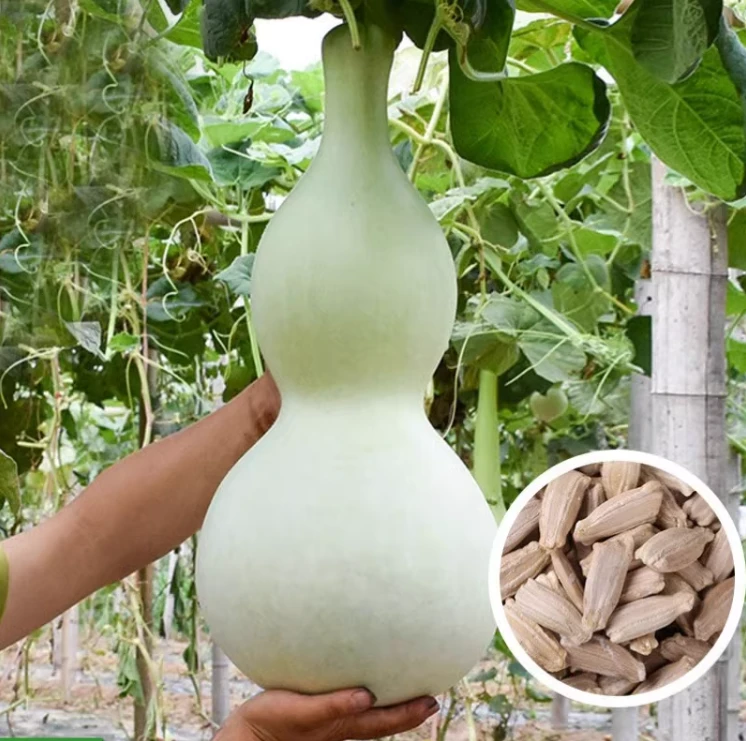 大葫芦种子大酒葫芦观赏食用蔬果农家菜园庭院盆栽四季花卉种子