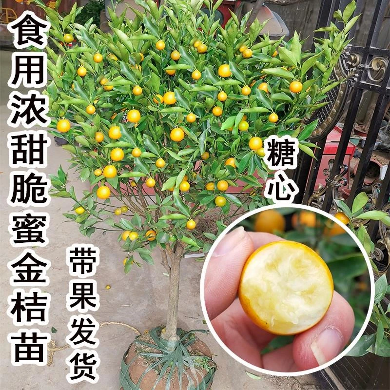 带果纯甜食用脆蜜金桔树树苗盆栽地栽南北方小橘子果苗四季金桔苗