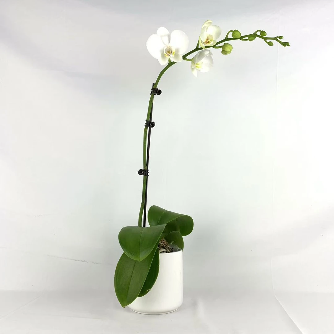 【十月里蝴蝶兰】（阿玛3.0寸杯）带花带花苞发货　室内高端花卉