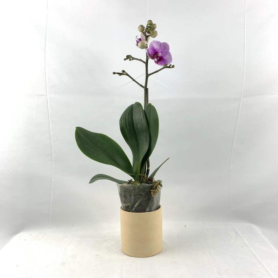 十月里蝴蝶兰【宝贝】带花带花苞发货 室内高档花卉