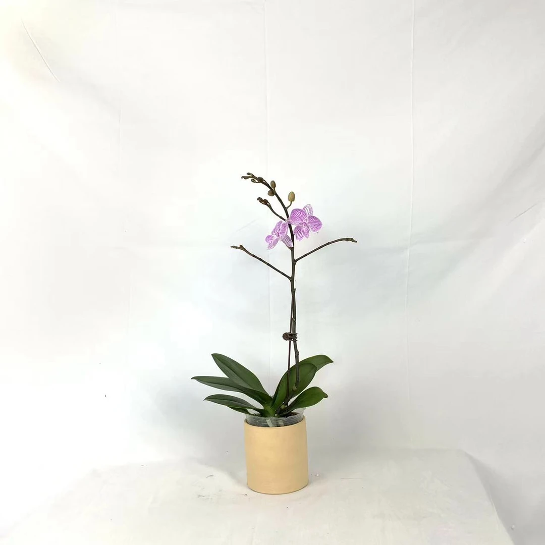 【十月里蝴蝶兰】（聚宝情人） 带花带花苞发货 室内高档花卉