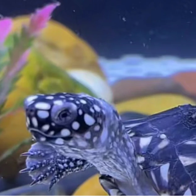 斑点龟白巴幼体乌龟禄仔