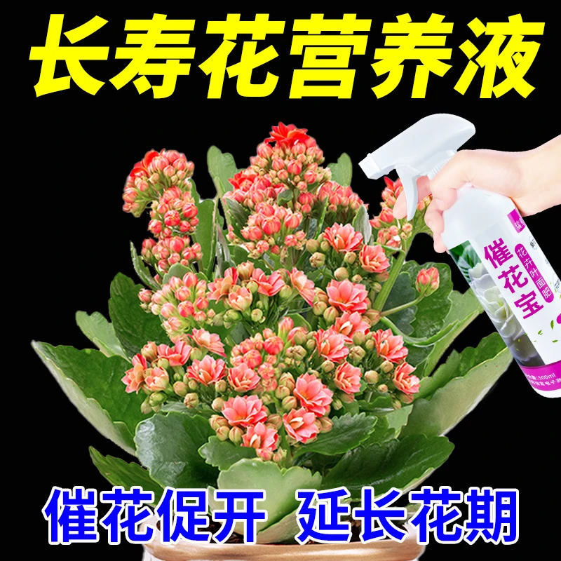 长寿花营养液专用肥料防黄叶落叶烂根促开花催花专用肥养花液体肥