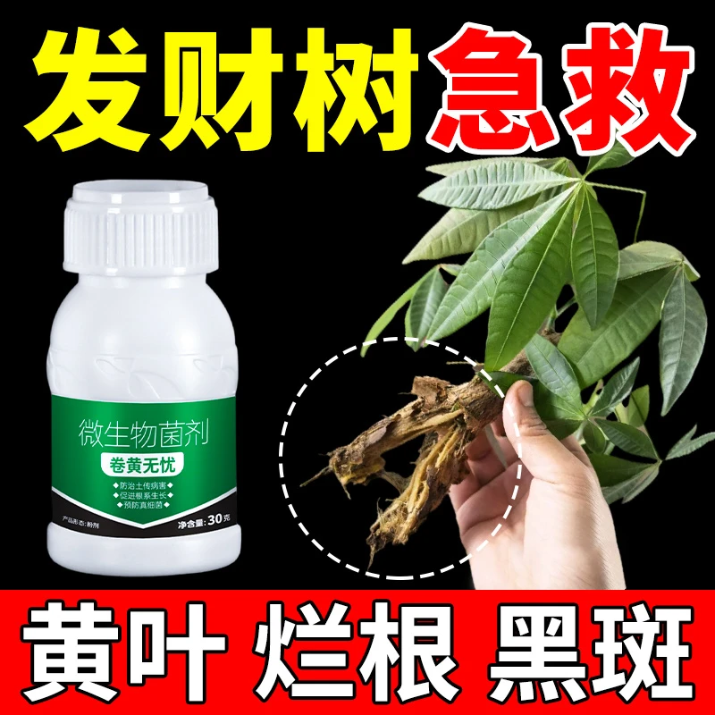 发财树烂根专用肥防叶子发黄根腐病叶斑病枯萎病微生物菌剂肥料
