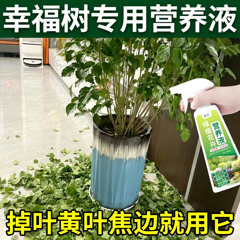 幸福树肥料专用肥植物营养液急救叶子干枯掉叶黄叶怎么养盆栽通用