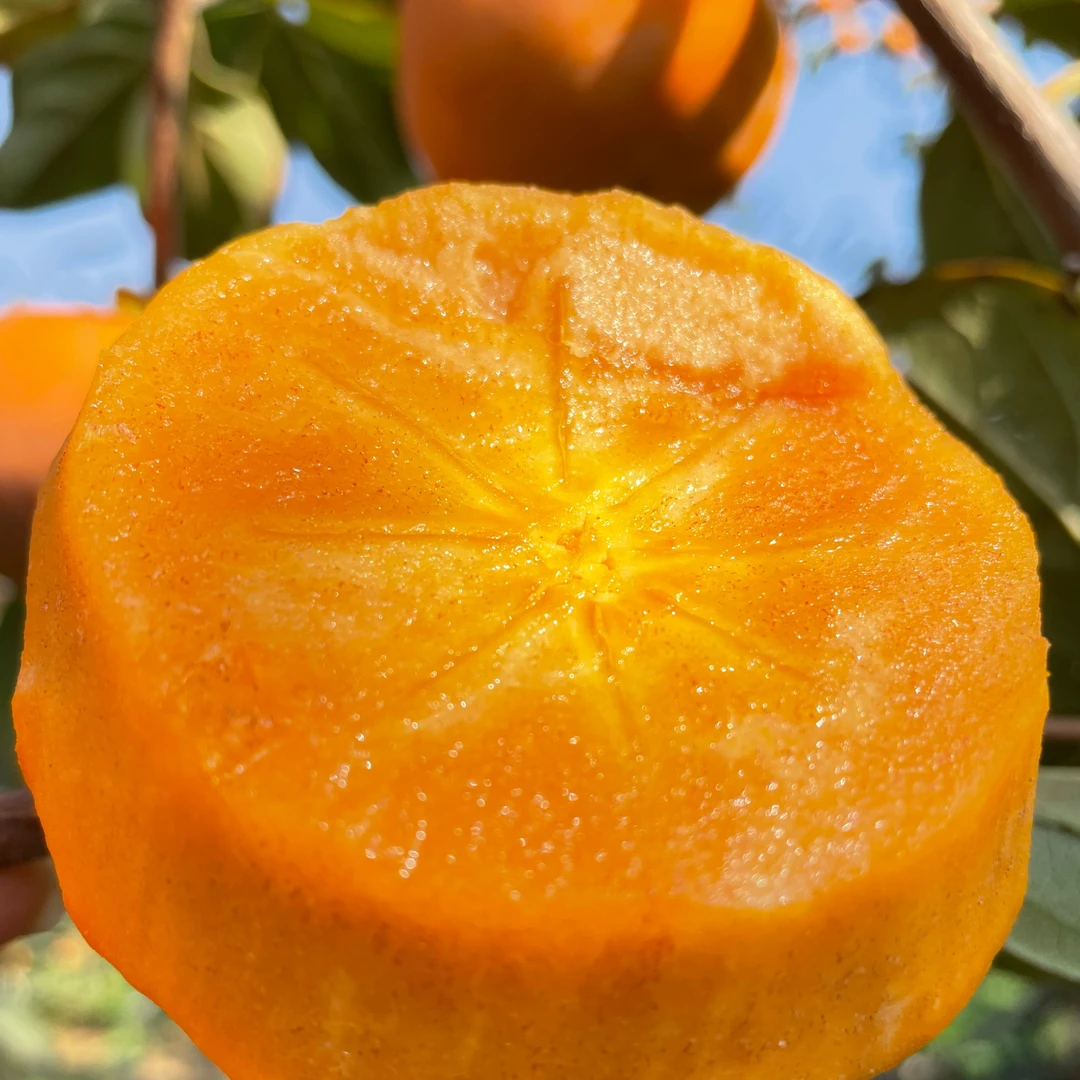 阳丰甜柿子日本甜柿子产地直采直发净果5斤9斤全国包邮