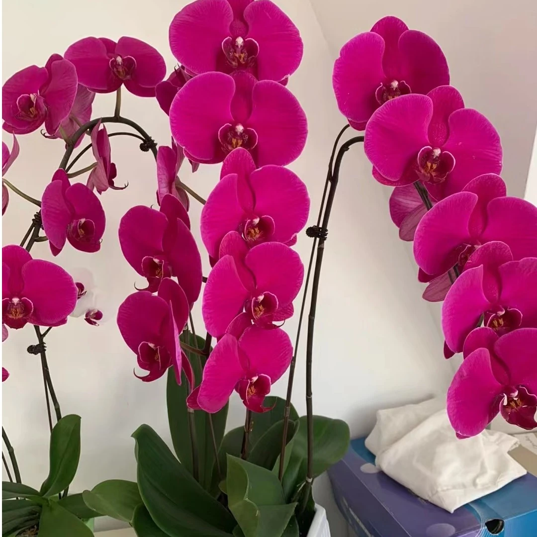【特价大辣椒蝴蝶兰】新年蝴蝶兰盆栽带花年宵花乔迁