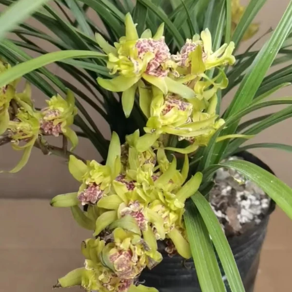 沈晖森兰园兰花一物一拍
