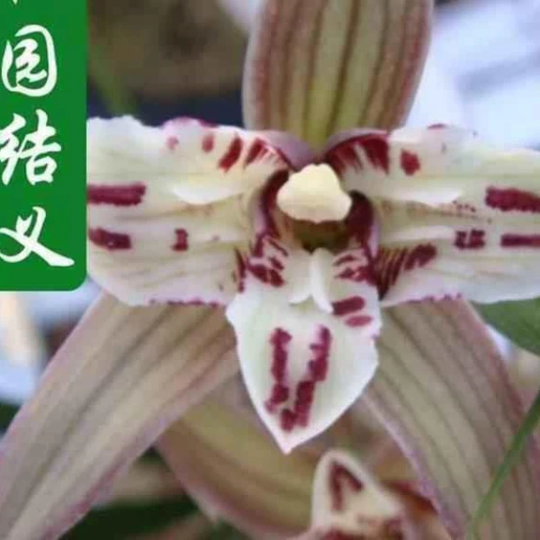 春剑——桃园三结义