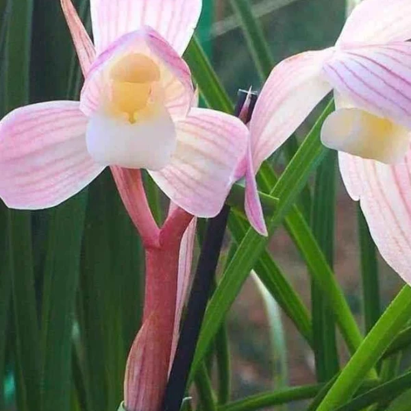 莲瓣兰色花——红韵素