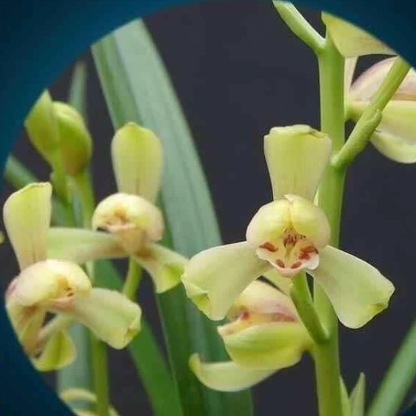 建兰梅瓣——一品梅