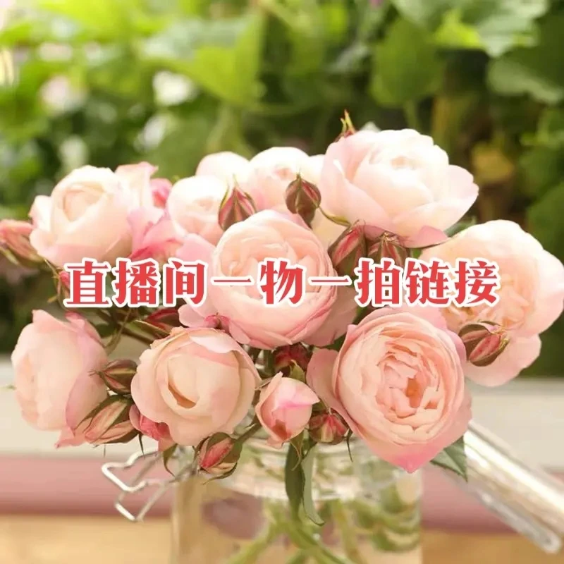 一物一拍链接 大花灌木 藤本