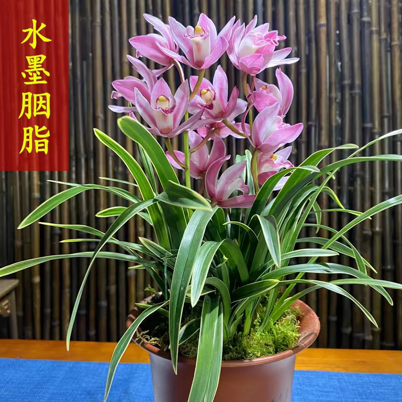 可水培可土培金边鹤艺兰花水墨胭脂浓香型四季兰室内盆栽 花卉